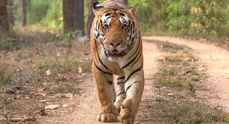 Mukundra Hills Tiger Reserve Kota Rajasthan